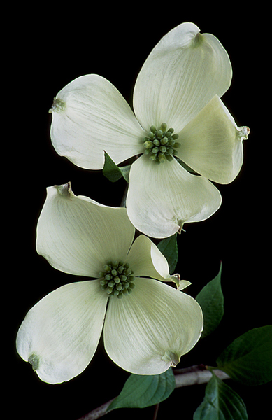 White Dogwood Pair O'Malley P